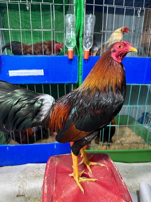 que 1kg450 zin. Mua bán Gà tại Quận 11 Tp Hồ Chí Minh được đăng bởi nghĩa