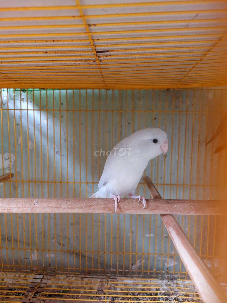 Vẹt cảnh Trống Trắng Tuổi sinh sản. Mua bán Chim tại Quận 10 Tp Hồ Chí Minh được đăng bởi Phượng hình 1