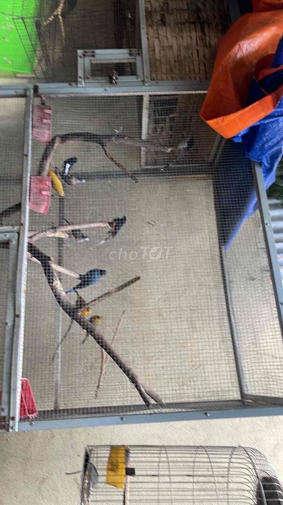 Chim Avi nhiều loại quận 7. Mua bán Chim tại Quận 7 Tp Hồ Chí Minh được đăng bởi Nguyen Quoc Huy hình 1