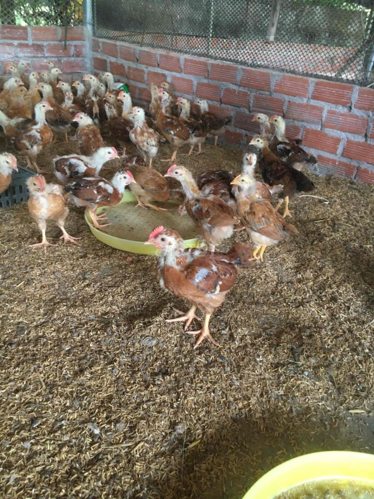 Gà ta 1 tháng tuổi 4 lạng đã tiêm. Mua bán Gà tại Huyện Xuân Lộc Đồng Nai được đăng bởi Bán gà ta giống  hình 1