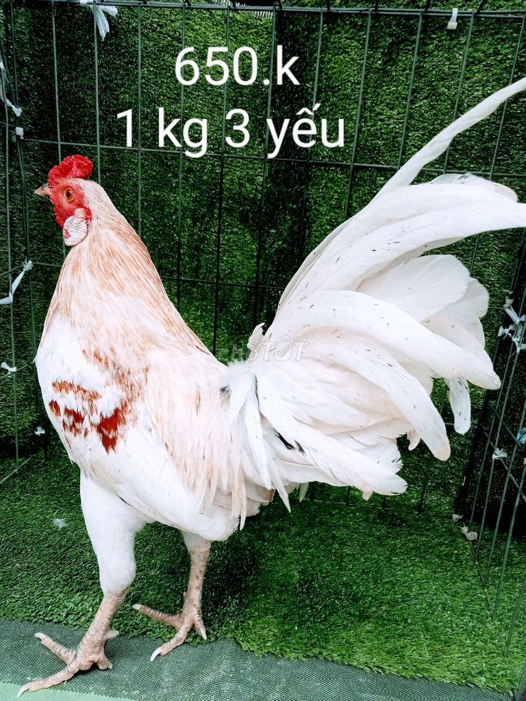 Gà tre zin 1 kg 3 yếu còn lên nha ae