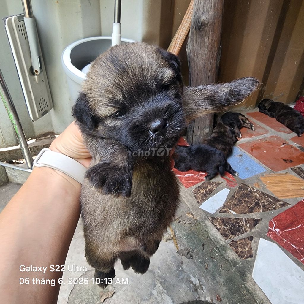 Chó Poodle Nâu đen Cả hai. Mua bán Chó tại Thành phố Thủ Đức Tp Hồ Chí Minh được đăng bởi Phan Viết Hùng hình 1
