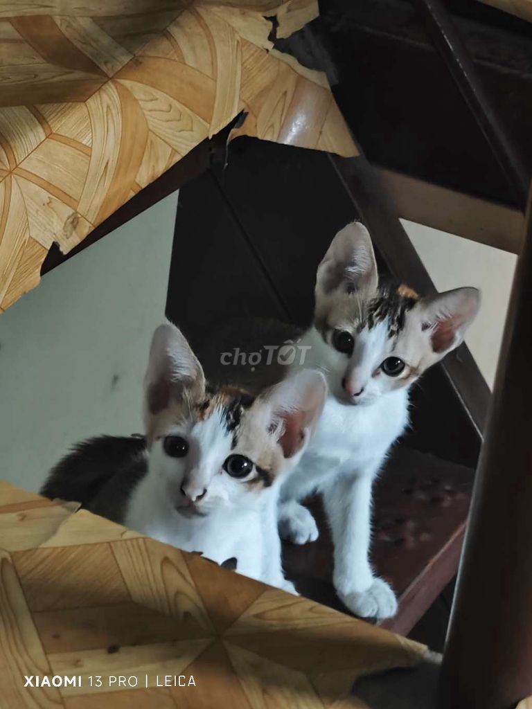 Mèo Trắng Nâu Đen. Mua bán Mèo tại Thành phố Dĩ An Bình Dương được đăng bởi Thang Vu Dinh hình 1
