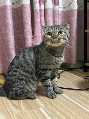 mèo anh lông ngắn đực. Mua bán Mèo tại Quận Gò Vấp Tp Hồ Chí Minh được đăng bởi Nguyễn Hồng Anh Thư