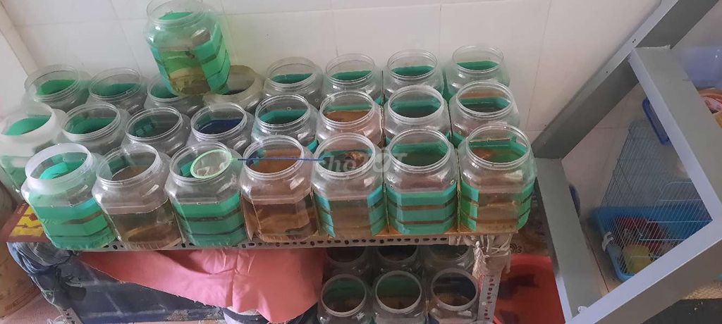 Cá betta nemo. Mua bán Thú cưng khác tại Quận Bình Tân Tp Hồ Chí Minh được đăng bởi GiaHuy Liêu hình 1