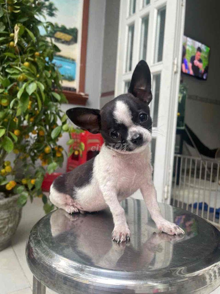 chihuahua bò sữa