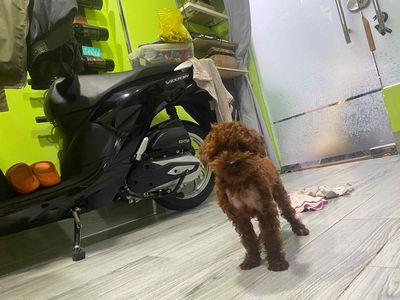 bán chó poodle teacup 6 tháng nặng 1k2. Mua bán Chó tại Quận Phú Nhuận Tp Hồ Chí Minh được đăng bởi Nguyễn Chương