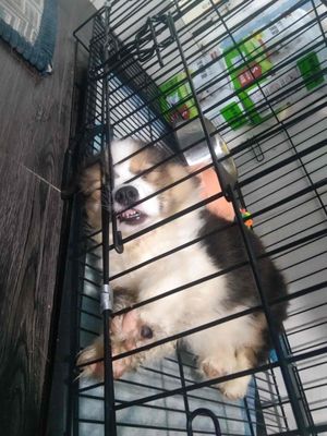 em tìm nhà cho bé corgi tricoler ạ. Mua bán Chó tại Quận Bình Tân Tp Hồ Chí Minh được đăng bởi le