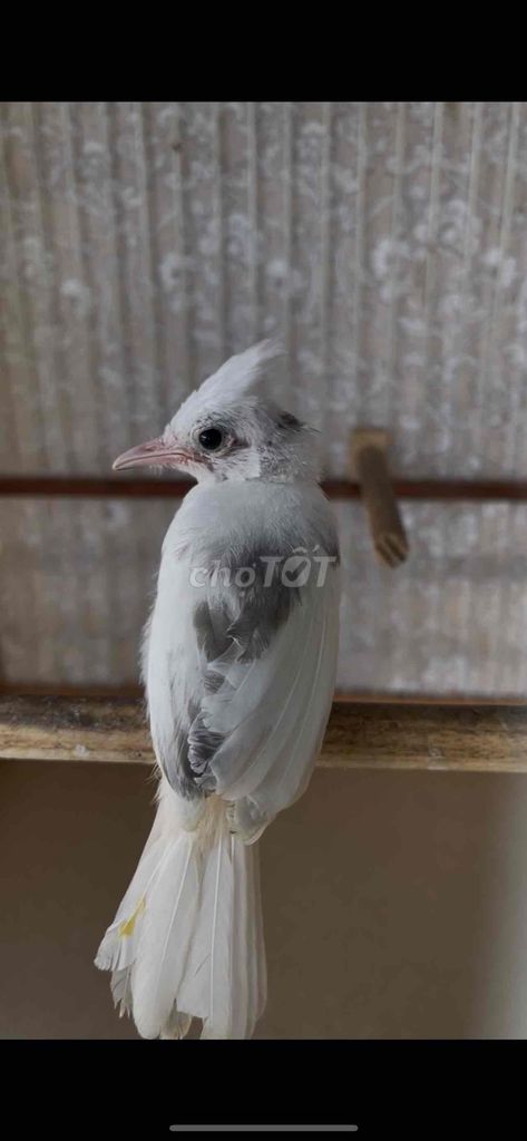 Chim chào mào Bạch tạng non Hội An. Mua bán Chim tại Quận Ngũ Hành Sơn Đà Nẵng được đăng bởi Đại Phong Farm hình 1