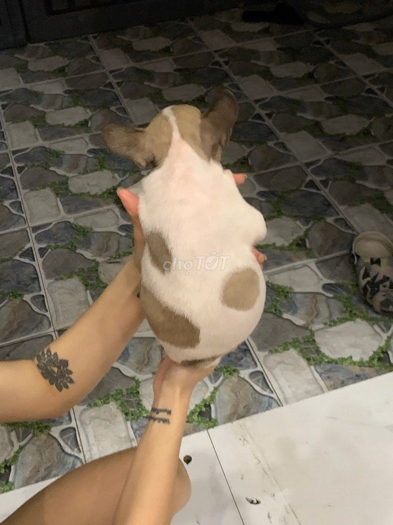Chó French Bulldog Trắng đốm nâu đen. Mua bán Chó tại Huyện Bình Chánh Tp Hồ Chí Minh được đăng bởi Lali  hình 1