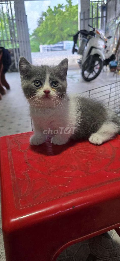 Mèo con Trắng xám đã tiêm phòng Khỏe mạnh. Mua bán Mèo tại Quận Ninh Kiều Cần Thơ được đăng bởi Nguyễn Khánh hình 1