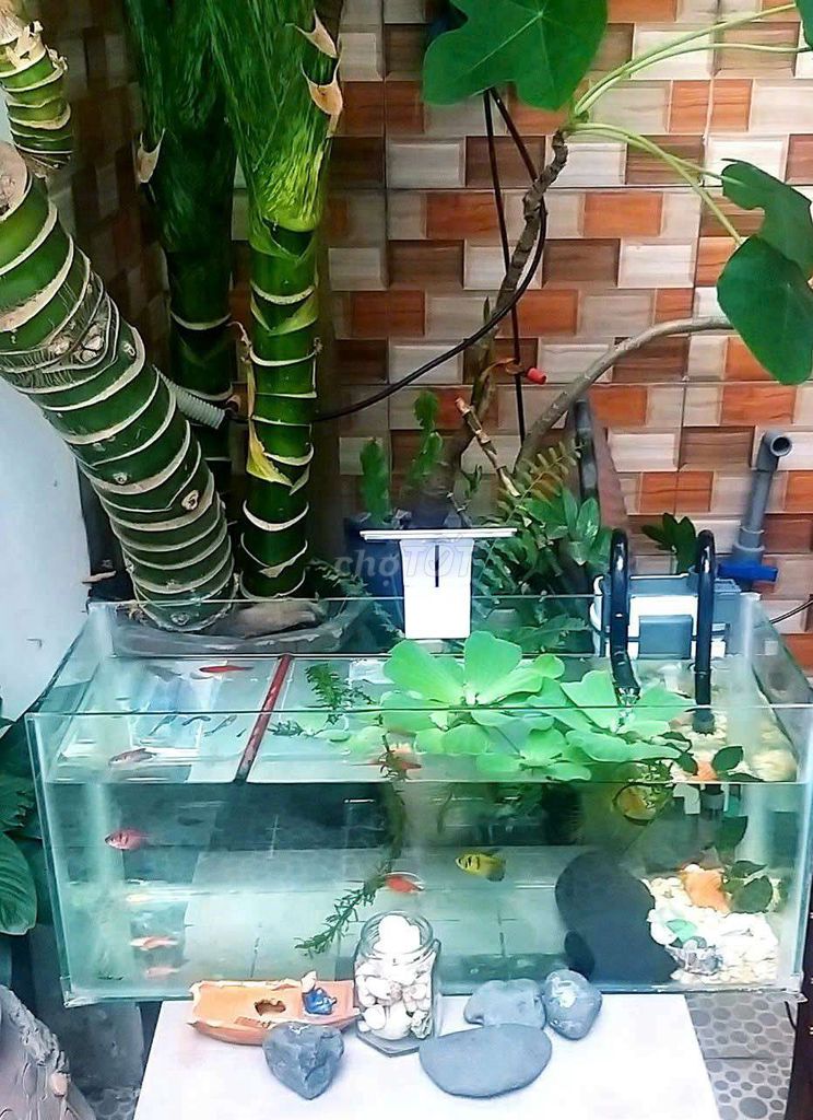 Bể cá cảnh Kính Máy lọc đèn. Mua bán Phụ kiện, Thức ăn, Dịch vụ tại Thành phố Thủ Đức Tp Hồ Chí Minh được đăng bởi Quốc Hưng hình 1