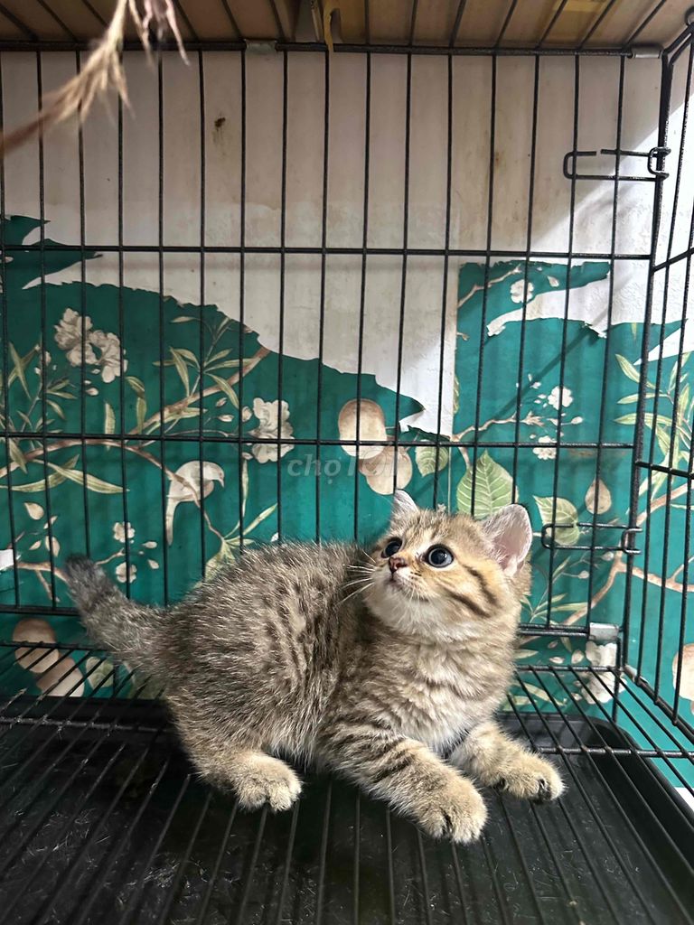 Mèo Tabby Golden 2 tháng tuổi