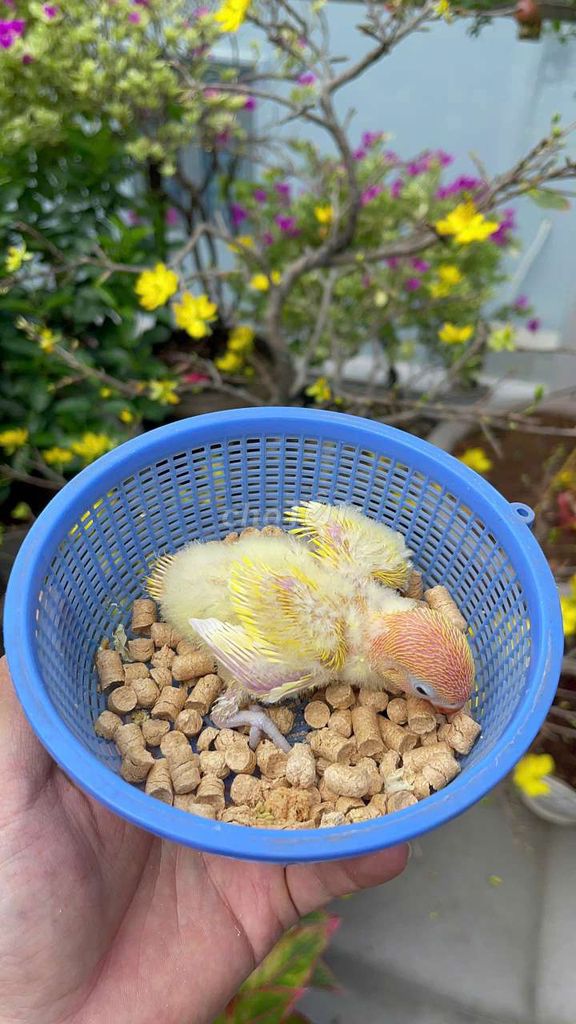 Lovebird có viền vàng đầu đỏ đón tết