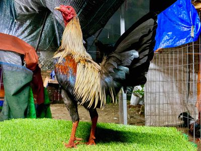 Chuối siu mỹ 1k320 zin tay đặc. Mua bán Gà tại Quận 8 Tp Hồ Chí Minh được đăng bởi  Hiền Gà lai