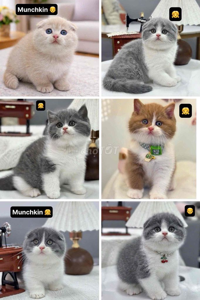 tìm nhà mới cho các bé mèo. Mua bán Mèo tại Thành phố Nha Trang Khánh Hòa được đăng bởi Nguyễn Tuyết hình 1