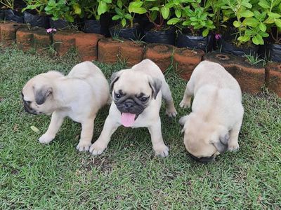 PUG MẶT XỆ MẬP Ú