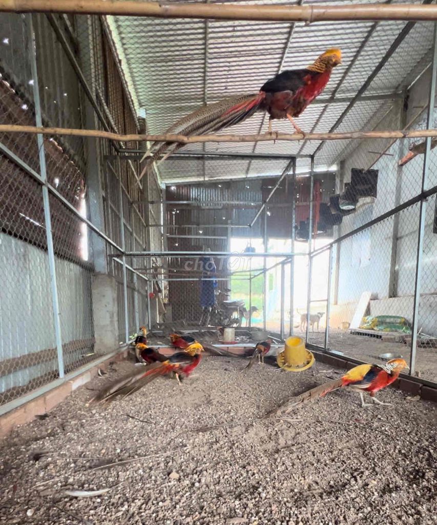 CHIM TRĨ 7 MÀU ĐỎ, NUÔI TRÊN 2 NĂM. Mua bán Chim tại Thành phố Thủ Đức Tp Hồ Chí Minh được đăng bởi VUI VẺ Tiệm cơm hình 2