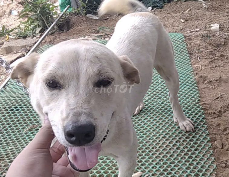 Chó Cỏ Trắng sữa. Mua bán Chó tại Quận Cẩm Lệ Đà Nẵng được đăng bởi Vi  hình 1