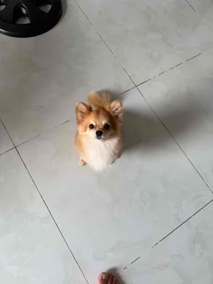 cần bán bé  cún hihuahua lông dài cái. Mua bán Chó tại Quận 8 Tp Hồ Chí Minh được đăng bởi Trung