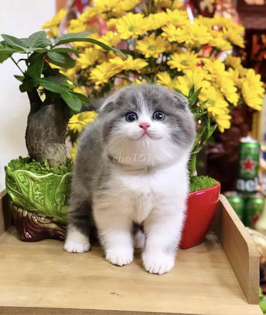 Mèo anh lông ngắn tai cụp Bicolor. Mua bán Mèo tại Quận 1 Tp Hồ Chí Minh được đăng bởi Như Ý hình 1
