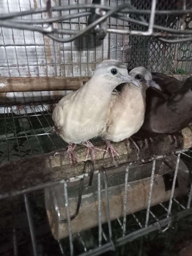 Chim cu vằn Xám trắng Khỏe mạnh. Mua bán Chim tại Huyện Mỹ Tú Sóc Trăng được đăng bởi Đỗ Văn Cường hình 1