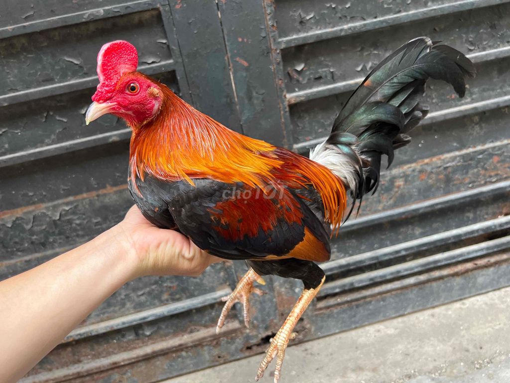 Gà tre điều đỏ Cuban Mỹ 1kg380 chơi lấu. Mua bán Gà tại Huyện Bình Chánh Tp Hồ Chí Minh được đăng bởi Tuấn Gà Đá  hình 1