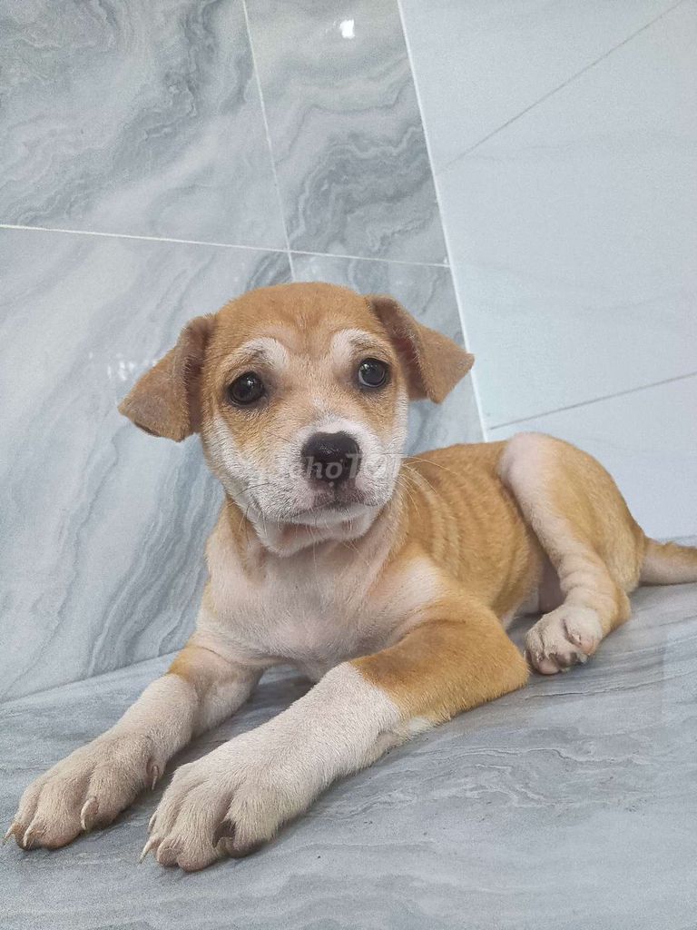 Chó Labrador lai Shiba rất khôn dễ dạy . Mua bán Chó tại Quận 6 Tp Hồ Chí Minh được đăng bởi Tăng Chí Lương  hình 1