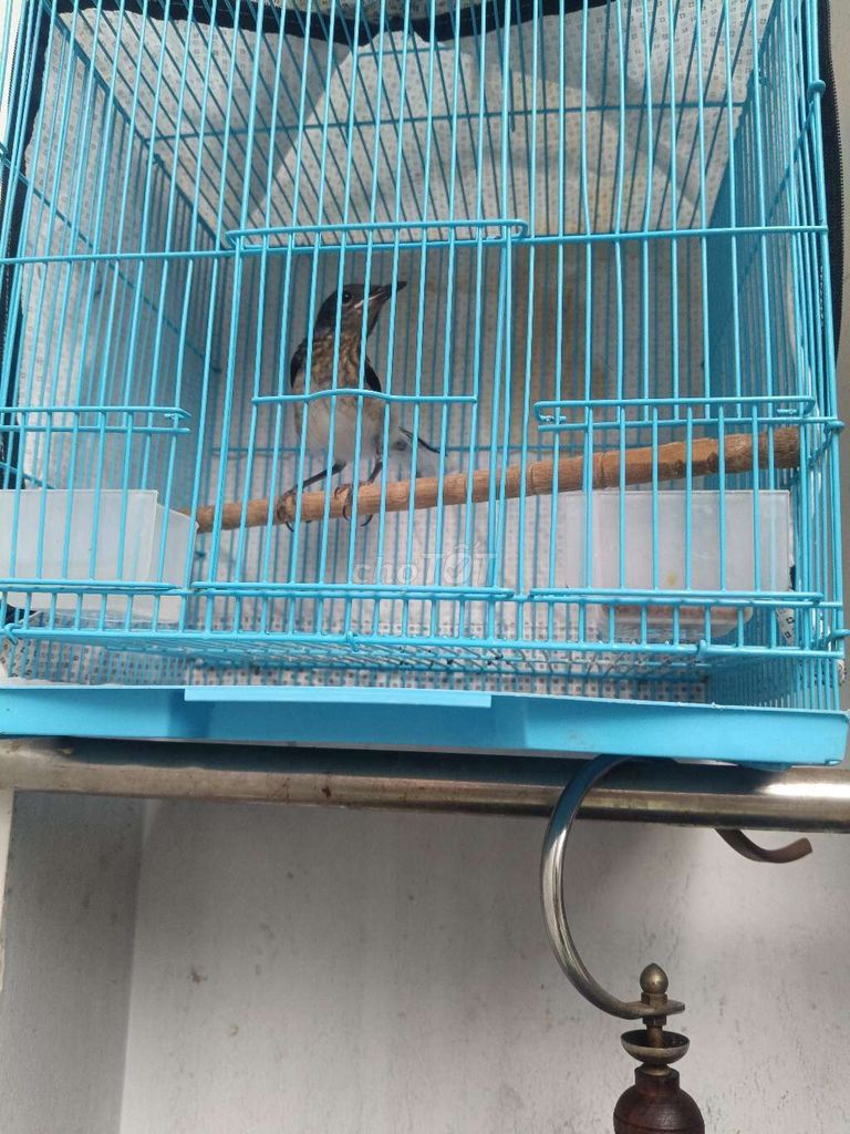 Chim cảnh non trống khỏe mạnh. Mua bán Chim tại Quận 8 Tp Hồ Chí Minh được đăng bởi Minh phung Nguyen hình 1