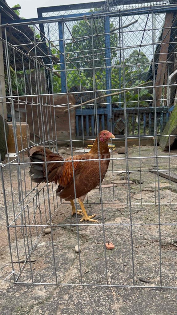 Trống tre 54hang. Mua bán Gà tại Thị xã Tân Uyên Bình Dương được đăng bởi Huy hình 3