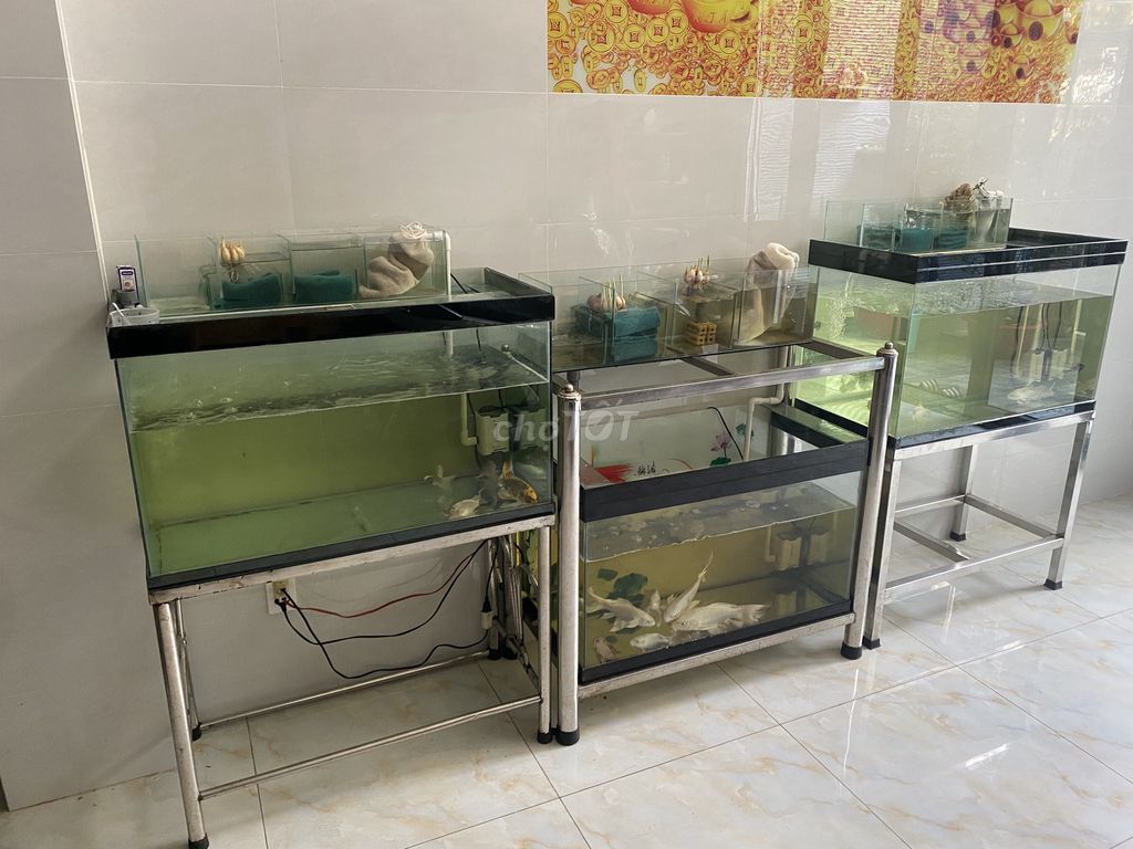 Hồ cá cảnh Kính, Kim loại Đã qua sử dụng. Mua bán Phụ kiện, Thức ăn, Dịch vụ tại Quận 6 Tp Hồ Chí Minh được đăng bởi tên chưa đăng ký  hình 1