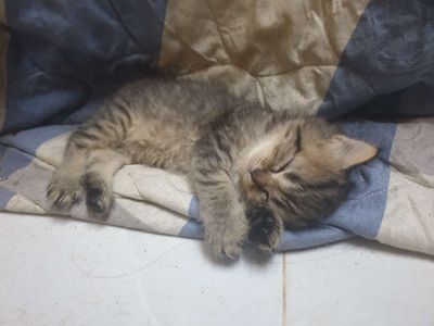 ALD và ALN giá rất mềm.. Mua bán Mèo tại Thành phố Thủ Đức Tp Hồ Chí Minh được đăng bởi Dola Luu