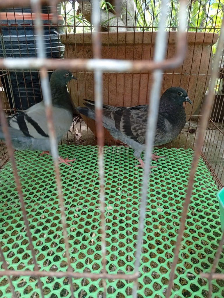 Bồ câu xám 5 tháng tuổi. Mua bán Chim tại Thành phố Vĩnh Long Vĩnh Long được đăng bởi Phuc Pham hình 1