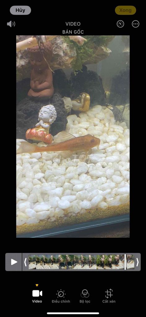 Cá Tỳ bà vàng. Mua bán Thú cưng khác tại Quận 4 Tp Hồ Chí Minh được đăng bởi AnhKhoa hình 1