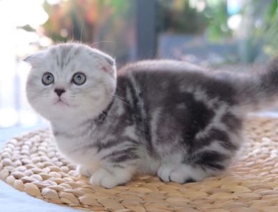 Mèo Scottish Fold Sọc dưa