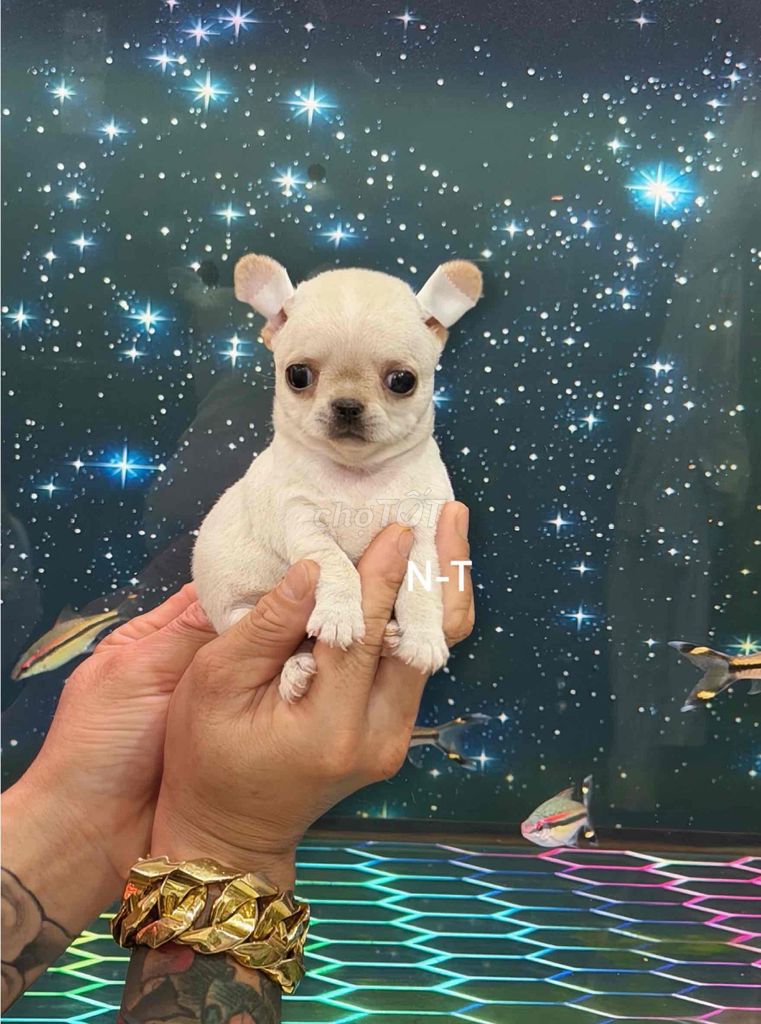 Chó Chihuahua  đã tiêm. Mua bán Chó tại Quận Bình Tân Tp Hồ Chí Minh được đăng bởi Trang  hình 1