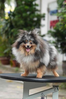 Chó Phốc Sóc dưới 11 tháng