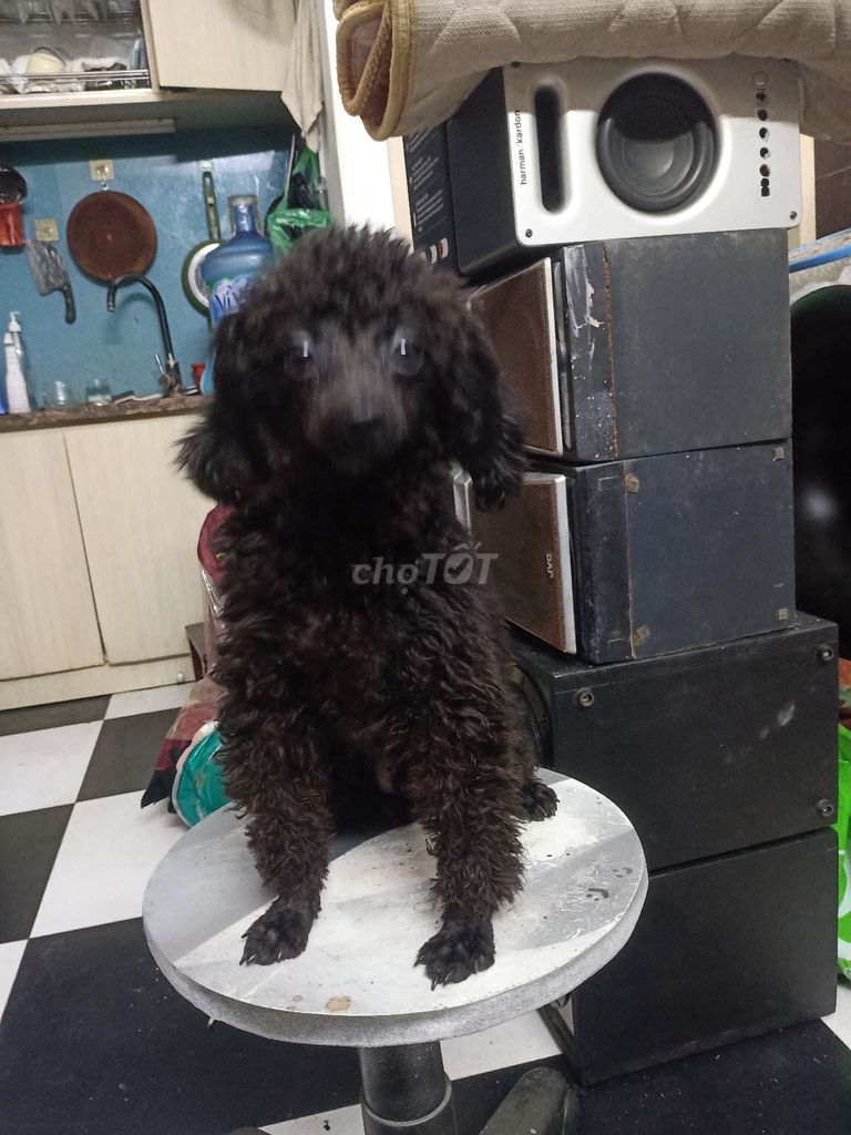 Chó Poodle nhỏ đen 8 tháng thân thiện. Mua bán Chó tại Quận Tây Hồ Hà Nội được đăng bởi phạm tiên hình 1