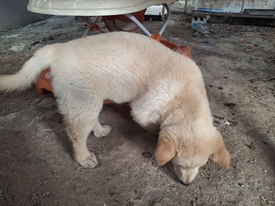 Chó Bắc Hà 2 tháng Vàng kem