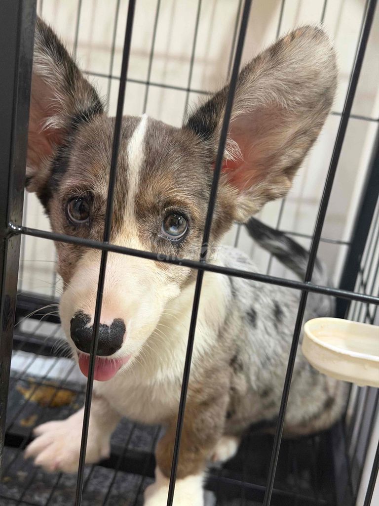 Chó Corgi Cardigan Merle blue 3.5 tháng. Mua bán Chó tại Quận Gò Vấp Tp Hồ Chí Minh được đăng bởi Trần Quý Tài hình 1