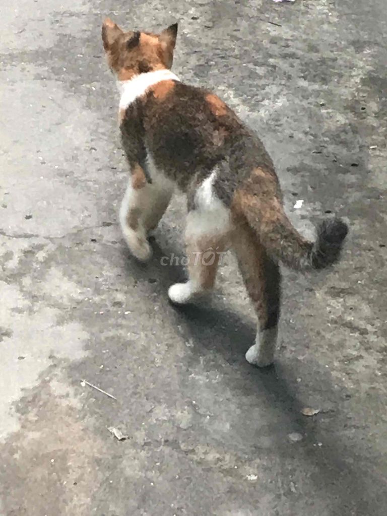 thanh lý mèo anh lông ngắn tam thể. Mua bán Mèo tại Quận 11 Tp Hồ Chí Minh được đăng bởi THANH TÙNG hình 2