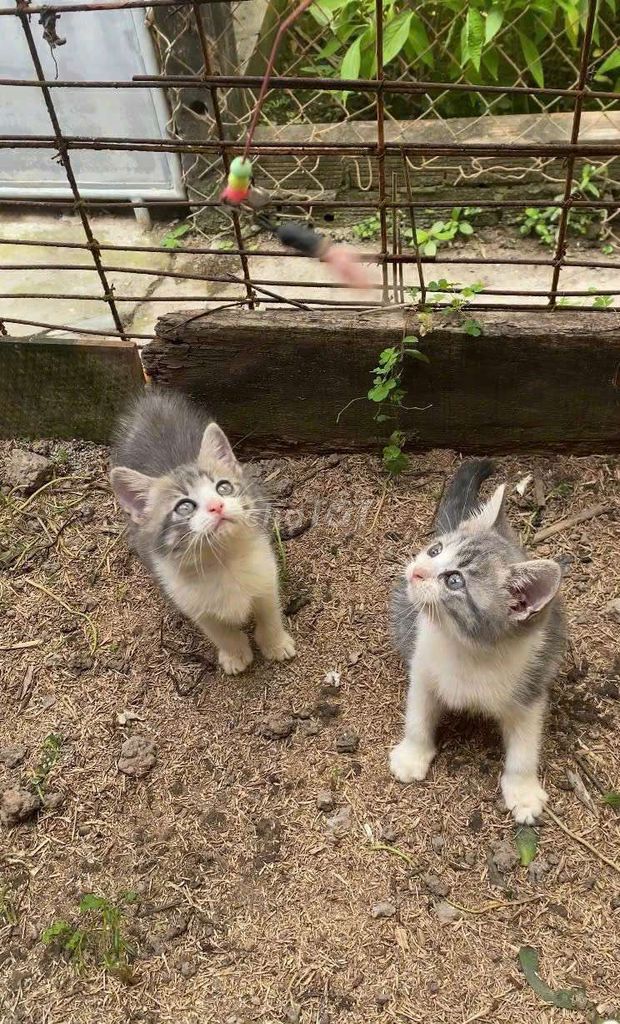 🐾 Tìm nhà mới cho bé. Mua bán Mèo tại Quận Cái Răng Cần Thơ được đăng bởi Duy Tân hình 1