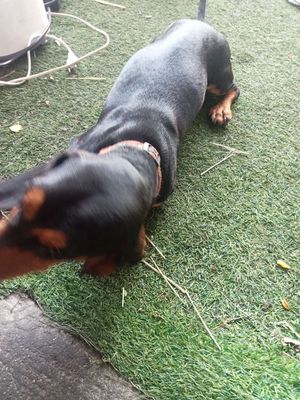 Chó Dachshund Đen vàng