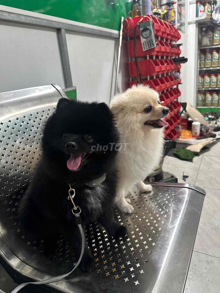 TÌM CHÓ LẠC - HẬU TẠ 10 TRIỆU. Mua bán Chó tại Thành phố Vũng Tàu Bà Rịa - Vũng Tàu được đăng bởi Nguyễn Xuân Đoàn hình 2