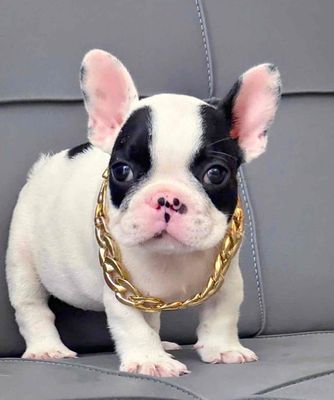 bun pháp body short