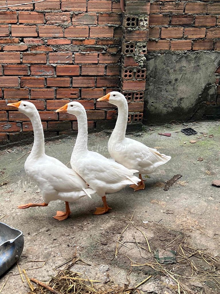 Vịt Trắng 6 tháng. Mua bán Thú cưng khác tại Huyện Vĩnh Cửu Đồng Nai được đăng bởi trai vinh cuu hình 1