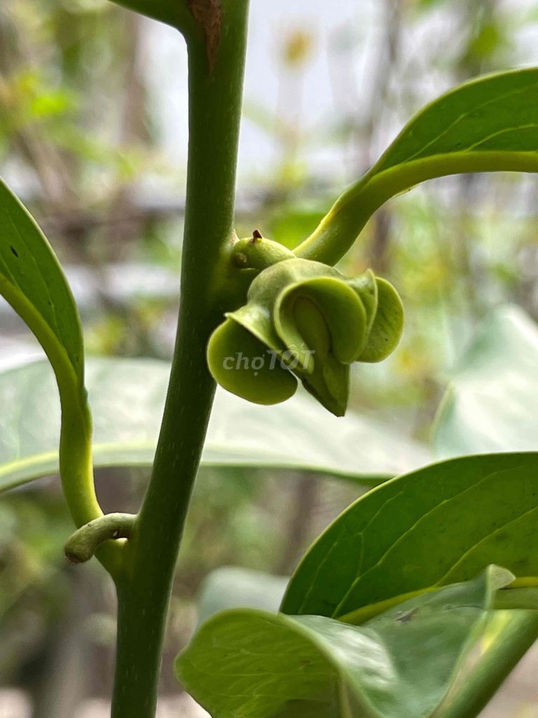 Mình có mấy cây hồng socola đang bông