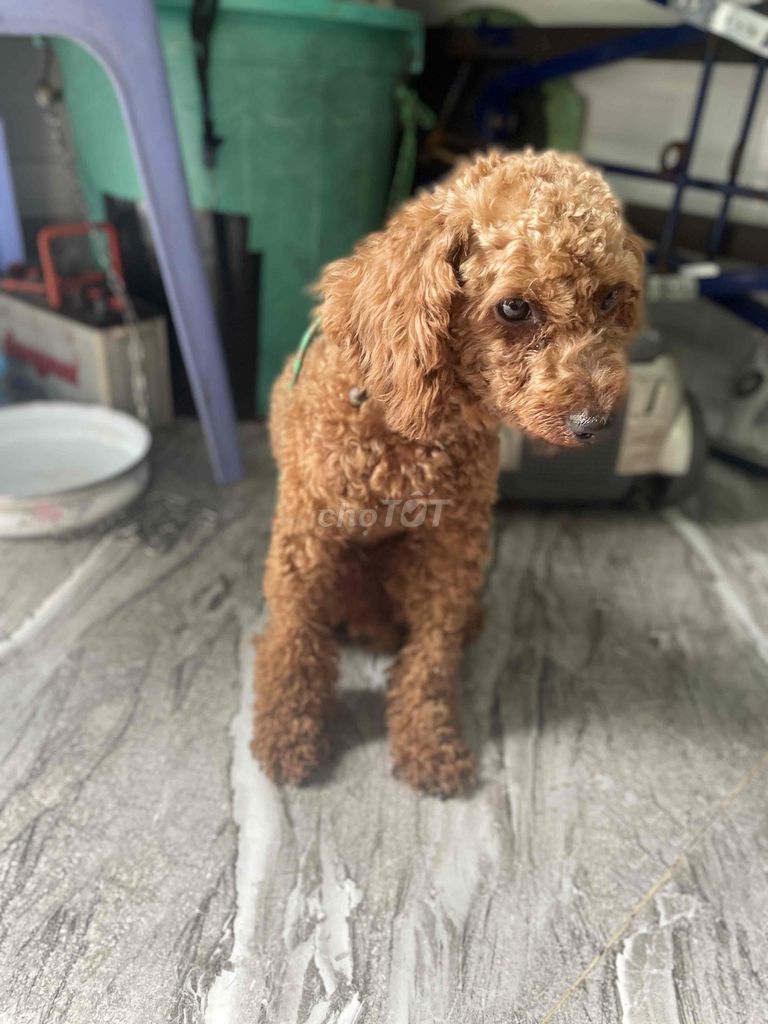 Chó Poodle lớn. Mua bán Chó tại Huyện Bến Lức Long An được đăng bởi Nguyễn Thị Ngọc Thảo hình 1