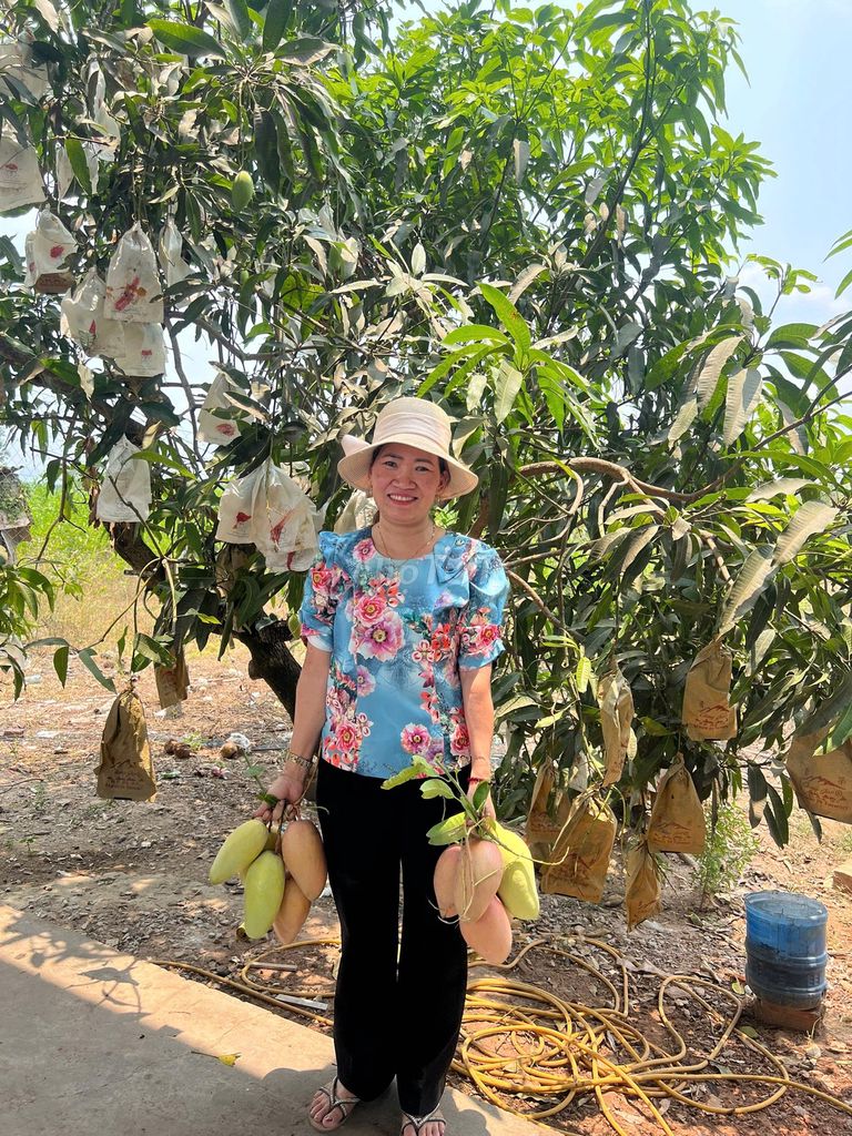 Bán vườn xoài Xuân Hưng Xuân Lộc Đồng nai