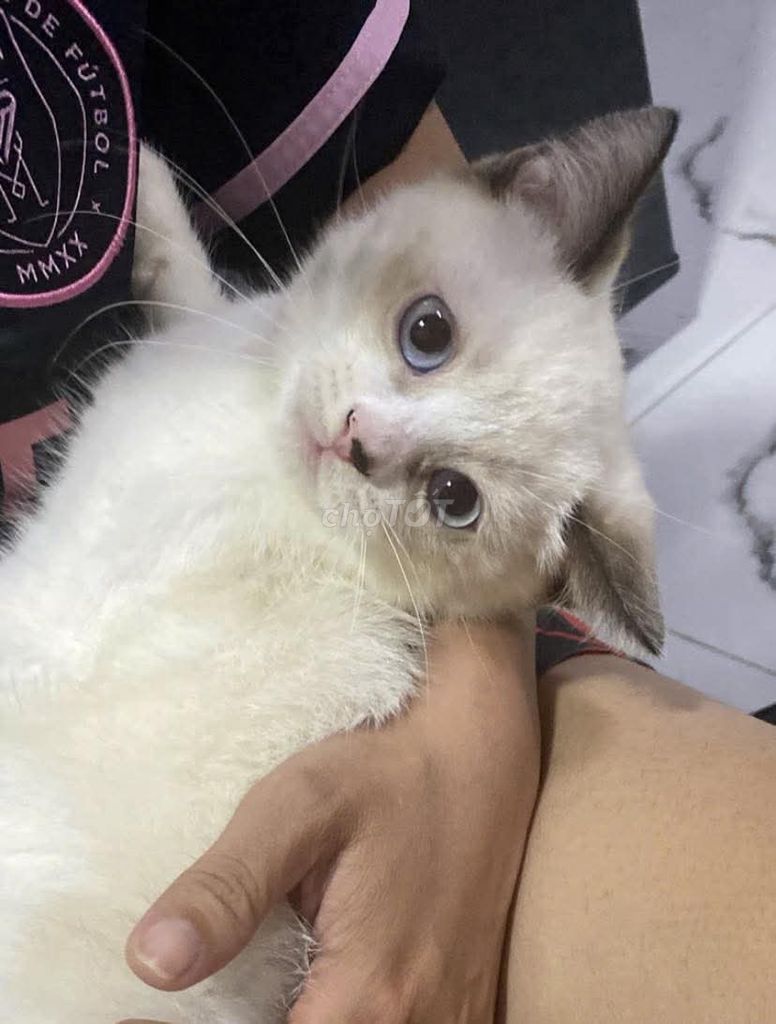 Mèo Anh lai lông ngắn 4 tháng. Mua bán Mèo tại Thành phố Thủ Dầu Một Bình Dương được đăng bởi Pi Trần hình 1